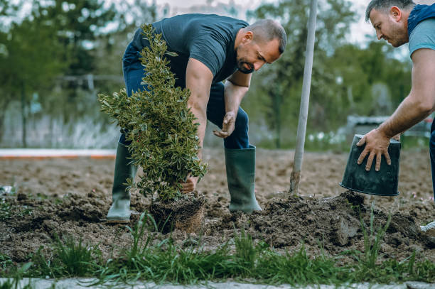 Best Fruit Tree Pruning  in Cedar Hills, OR