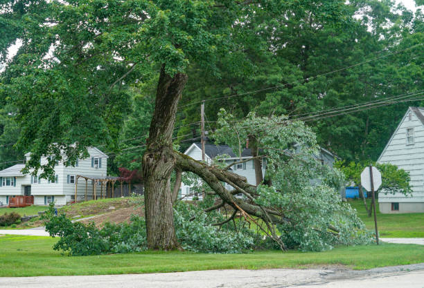  Cedar Hills, OR Tree Care Services Pros