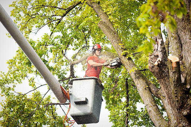 Best Emergency Tree Removal  in Cedar Hills, OR